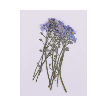 10 x presat de nu-ma-uita de flori uscate de arte și meserii rășină