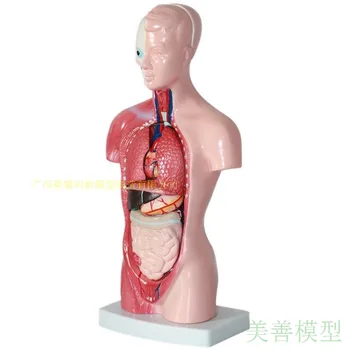15 buc Mini-28CM Anatomia Omului Organ Intern Inima Structura Sistemului Esofagian Trahee și Aorta, Trunchiul Consumabile Medicale de Jucărie
