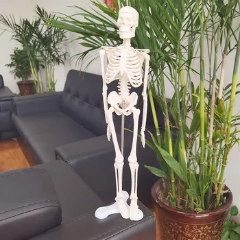 Standard Oameni Activi Model schelet, toate Anatomie Scheletul Scheletul Modelul Medical de Învățare Petrecere de Halloween Decor Schelet 45cm